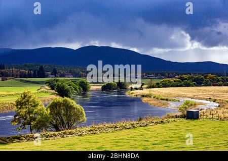 Il Fiume Spey tra Boat of Garten e Grantown on Spey nelle Highland scozzesi è che fluisce oltre dopo forti piogge in autunno Foto Stock