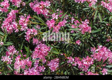 Fiori di oleandro rosa (oleandro di Nerium). Questo è un arbusto o un piccolo albero della famiglia Apolocynaceae. L'oleandro è una delle piante da giardino più velenose. Foto Stock