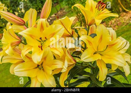 Primo piano di gigli gialli, Liliaceae, un genere di piante erbacee fiorite da bulbi, tutti con grandi fiori prominenti. Foto Stock