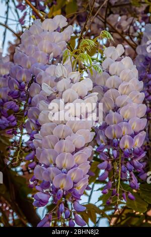 Primo piano di glicine viola (famiglia Fabaceae). Questa pianta è originaria della Cina, della Corea, del Giappone e degli Stati Uniti orientali. Foto Stock