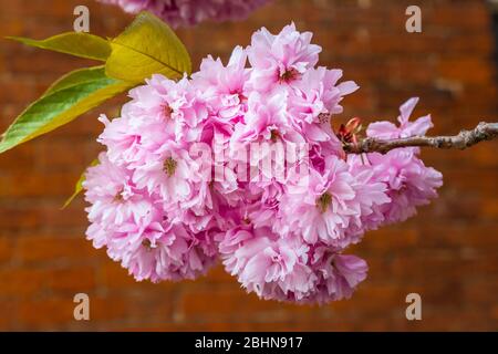 Primo piano di fiori di ciliegia rosa, un fiore di molti alberi del genere Prunus. La specie più nota è la ciliegia giapponese, Prunus serrulata. Foto Stock