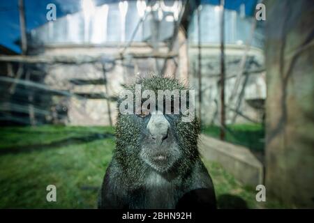 Dvur Kralove e Labem, Repubblica Ceca. 25 Aprile 2020. La scimmia più grande con il naso a macchia, scimmia con il naso a mastio (Cercopithecus nictitans) è stata vista il 25 aprile 2020, nello Zoo di Dvur Kralove, Dvur Kralove nad Labem, Repubblica Ceca. Le aree all'aperto dello zoo saranno riaperte dopo la pandemia di coronavirus il 27 aprile. Credit: CTK/Alamy Live News Foto Stock