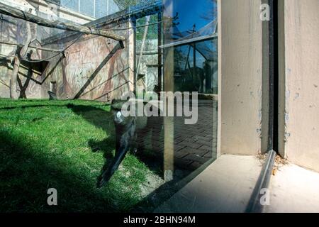 La scimmia più grande con il naso a macchia, scimmia con il naso a mastio (Cercopithecus nictitans) è stata vista il 25 aprile 2020, nello Zoo di Dvur Kralove, Dvur Kralove nad Labem, Repubblica Ceca. Le aree all'aperto dello zoo saranno riaperte dopo la pandemia di coronavirus il 27 aprile. (Foto CTK/David Tanecek) Foto Stock