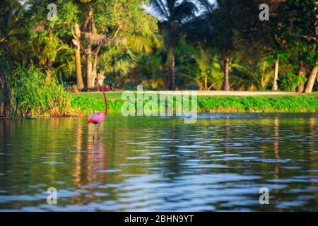 Flamingo in piedi nel lago, bellissimo tramonto girato Foto Stock