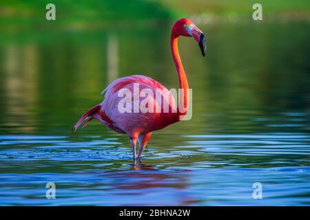 Flamingo in piedi nel lago, bellissimo tramonto girato Foto Stock
