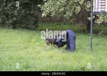 Il momento della formazione di un cane di servizio allevano il pastore tedesco sulla detenzione del criminale Foto Stock