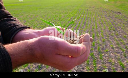 Il giovane tiene in mano una semina di grano sullo sfondo di un bel campo di grano. Foto Stock