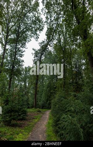 Foresta nei terreni del Museo Kröller-Müller, Giardino delle sculture, Parco Nazionale De Hoge Veluwe, Gelderland, Paesi Bassi Foto Stock