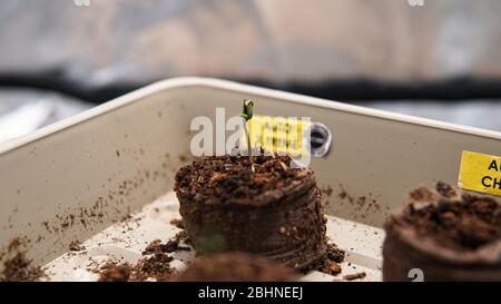 coltivazione di marijuana germogli da grani Foto Stock