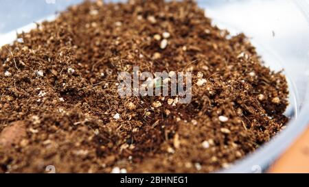 coltivazione di marijuana germogli da grani Foto Stock