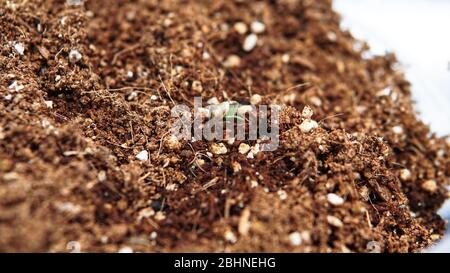 coltivazione di marijuana germogli da grani Foto Stock