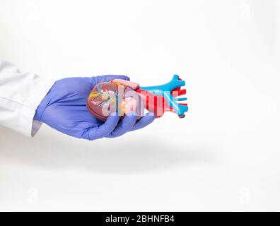 Il medico tiene un organo del cuore mock nella sua mano su uno sfondo bianco. Trapianto di cuore e concetto di chirurgia, shunting, trapianto eterotopico Foto Stock