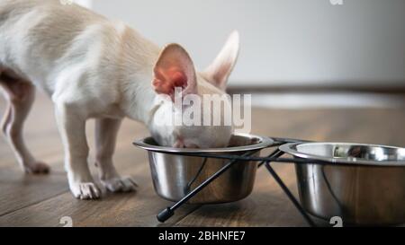 Nutrizione per cani Chihuahua nella vita reale Foto Stock