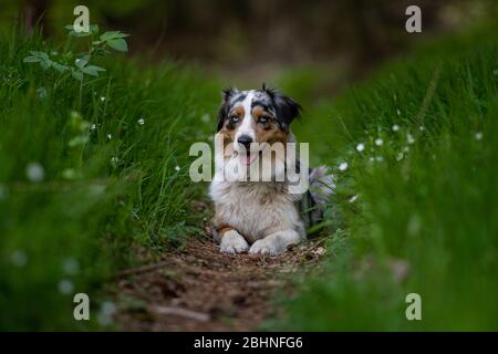 Cane del pastore australiano che giace sul sentiero in verde gras Foto Stock