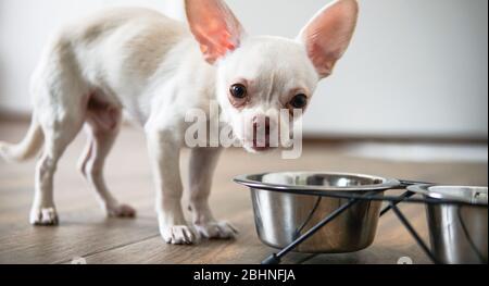 Nutrizione per cani Chihuahua nella vita reale Foto Stock
