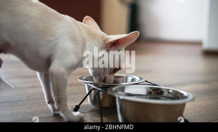 Nutrizione per cani Chihuahua nella vita reale Foto Stock