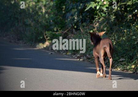 Il cane corre per attraversare il lato della strada di campagna Foto Stock