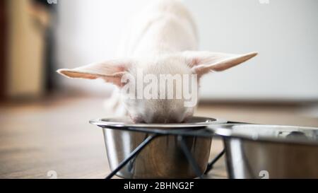 Nutrizione per cani Chihuahua nella vita reale Foto Stock