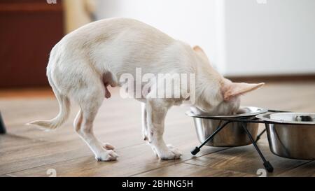 cibo secco per razze di cani di piccole dimensioni. Alimentazione adeguata per cani Chihuahua Foto Stock