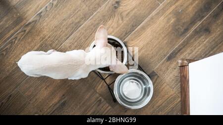cibo secco per razze di cani di piccole dimensioni. Alimentazione adeguata per cani Chihuahua Foto Stock
