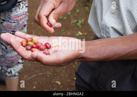 Chicchi di caffè rossi appena raccolti nella loro conchiglia Foto Stock