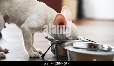 cibo secco per razze di cani di piccole dimensioni. Alimentazione adeguata per cani Chihuahua Foto Stock