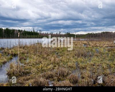 immagine con trama a palude, frammenti di piante di palude, adatta per lo sfondo Foto Stock