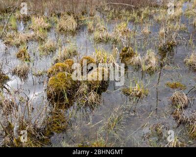 immagine con trama a palude, frammenti di piante di palude, adatta per lo sfondo Foto Stock