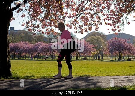 Coronation Walk, The Meadows, Edimburgo, Scozia, Regno Unito. 27 aprile 2020. Abbondante albero di ciliegio fiorisce brillando nella luce del sole di mattina presto, temperatura 3 gradi mentre la gente cammina per lavorare alcune maschere o sciarpe che indossano altri prendono il loro periodo excercise permesso lungo il percorso alberato bello durante il blocco di Coronavirus. Nella foto: Opere d'arte che fanno una dichiarazione appoggiata su uno degli alberi. Credit: Arch White/Alamy Live News. Foto Stock