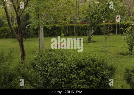 kitty a piedi nel parco della polizia, Tehranpars, Tehran, Iran Foto Stock