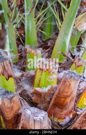 Immagine a colori verticale con vista frontale di una struttura del tronco di palma (Arecaceae) Foto Stock