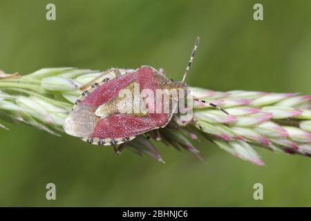 Sloe Bug Dolycoris baccarum a RSPB St Aidans Natura Park, nr Leeds, Regno Unito Foto Stock