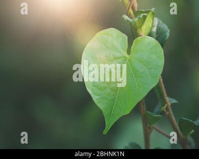 Foglie a forma di cuore. Foglia verde con sole. Concetto di amore Foto Stock