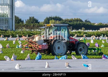 Tarleton, Lancashire. Meteo Regno Unito, 27 aprile 2020. Trattore Massey Ferguson 4255: Le coperture antigelo del pile agricolo vengono rimosse dalle colture di lattuga di iceberg recentemente piantate per consentire l'uso e l'annaffimento delle file di verdure da insalata. I lavoratori migranti europei sono abitualmente impiegati per questi compiti, ma ora nelle aziende agricole locali si registra una carenza di manodopera che raggiungerà livelli di crisi quando le colture saranno pronte per la raccolta. Il settore agricolo del Lancashire deve far fronte a una drammatica carenza di lavoratori, poiché le misure pandemiche causano una devastante carenza di manodopera. Credit:MediaWorldImages/AlamyLiveNews Foto Stock