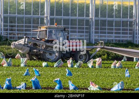 Tarleton, Lancashire. Meteo Regno Unito, 27 aprile 2020. Trattore Massey Ferguson 4255: Le coperture antigelo del pile agricolo vengono rimosse dalle colture di lattuga di iceberg recentemente piantate per consentire l'uso e l'annaffimento delle file di verdure da insalata. I lavoratori migranti europei sono abitualmente impiegati per questi compiti, ma ora nelle aziende agricole locali si registra una carenza di manodopera che raggiungerà livelli di crisi quando le colture saranno pronte per la raccolta. Il settore agricolo del Lancashire deve far fronte a una drammatica carenza di lavoratori, poiché le misure pandemiche causano una devastante carenza di manodopera. Credit:MediaWorldImages/AlamyLiveNews Foto Stock