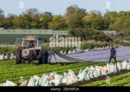 Tarleton, Lancashire. Meteo Regno Unito, 27 aprile 2020. Trattore Massey Ferguson 4255: Le coperture antigelo del pile agricolo vengono rimosse dalle colture di lattuga di iceberg recentemente piantate per consentire l'uso e l'annaffimento delle file di verdure da insalata. I lavoratori migranti europei sono abitualmente impiegati per questi compiti, ma ora nelle aziende agricole locali si registra una carenza di manodopera che raggiungerà livelli di crisi quando le colture saranno pronte per la raccolta. Il settore agricolo del Lancashire deve far fronte a una drammatica carenza di lavoratori, poiché le misure pandemiche causano una devastante carenza di manodopera. Credit:MediaWorldImages/AlamyLiveNews Foto Stock