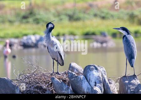 Coppia di allevamento di Erone con testa nera (Ardea melancoscala) al nido, Vermont saline Pan, Hermanus, Overberg, Capo occidentale, Sud Africa Foto Stock