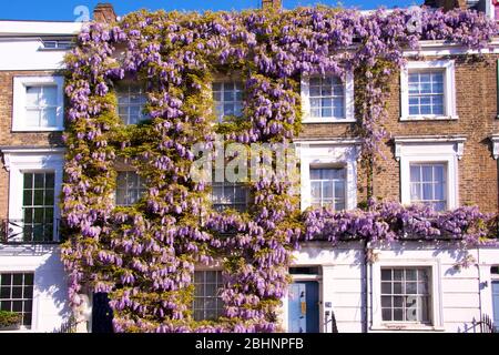 Straordinaria glicine su casa a schiera Camden Town Londra Inghilterra Foto Stock