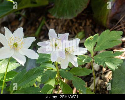 Un primo piano dei delicati fiori rosa di Anemone nemerosa Fruhlingsfee Foto Stock