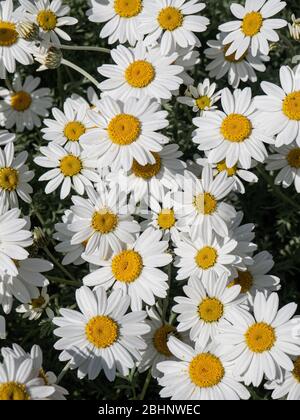 Un gruppo di fiori bianchi a margherita di Anthemis puntata subsp. Cupaniana Foto Stock