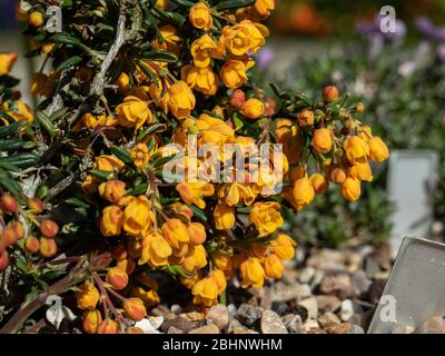 Arbusto nano Berberis x stenophylla 'Corallina Compatta che cresce nell'angolo di un giardino a valle Foto Stock