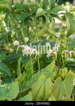 I fiori e fogliame del semisempreverde Epidium Jean o'Neill Foto Stock