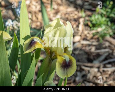 Un primo piano di un fiore giallo pallido del nano barbuto Iris occhi luminosi
