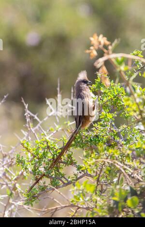 Mousebird (Colius striatus) arroccato sul promontorio orientale della macchia, Sudafrica Foto Stock