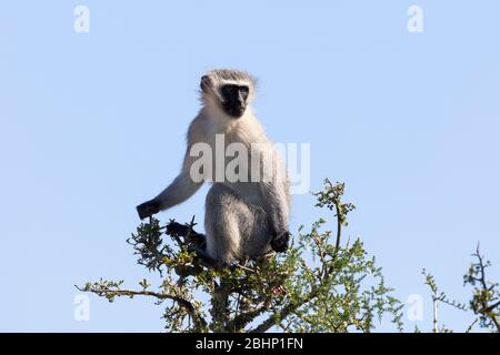 Scimmia di vervet (Pigerythrus di Chlorocobus) arroccato sull'albero, Parco Nazionale dell'Elefante di Addo, Capo orientale, Sudafrica. Foto Stock