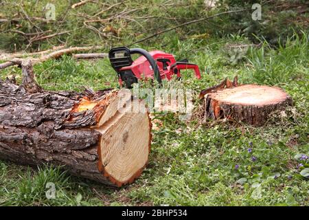 Albero appena tagliato. Deforestazione, legno-taglio. Motosega sullo sfondo. Immagine concettuale di una deforestazione. Foto Stock