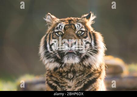 Vista frontale ravvicinata del volto isolato della tigre Sumatran; animali all'aperto in cattività, West Midland Safari Park, Regno Unito. Foto Stock