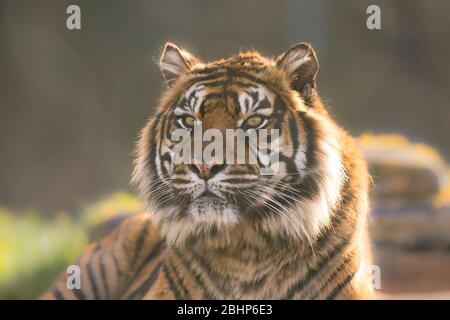 Vista frontale da vicino dell'isolato animale della tigre di Sumatran in cattività, West Midland Safari Park, Regno Unito. Foto Stock