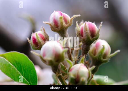 Germogli di fiori di pera bianco-rosa nel frutteto Foto Stock