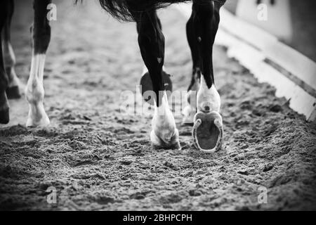 Un'immagine in bianco e nero delle gambe di cavalli in corsa con zoccoli, che corrono su un'arena sabbiosa in una gara di dressage. Foto Stock